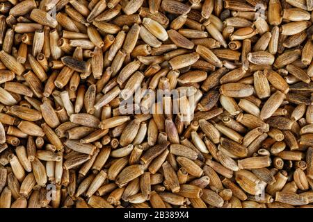 Vogelsaat, gemischte körnige Nahrung für Kanarienvögel und Budgerigar. Stockfoto