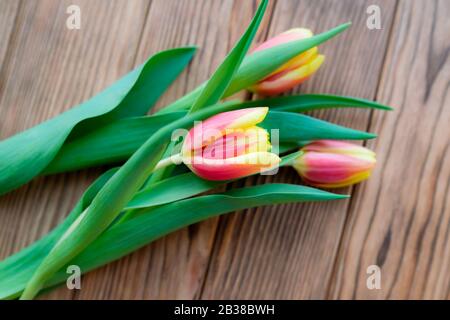 Tulpen am 8. März. Pink-gelbe Knospen auf Holzhintergrund Stockfoto