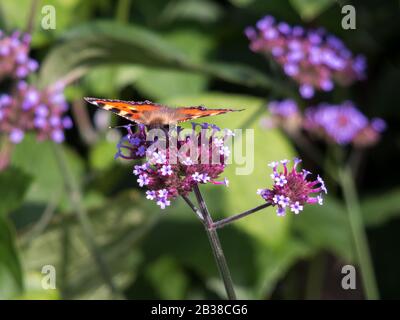 Kleines Tortoiseshell (Aglais urticae), Das Sich Von einer kleinen blauen Blume Ernährt Stockfoto