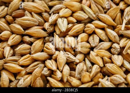 Haufen Perlgerstenkörner, vegetarische Kost Stockfoto