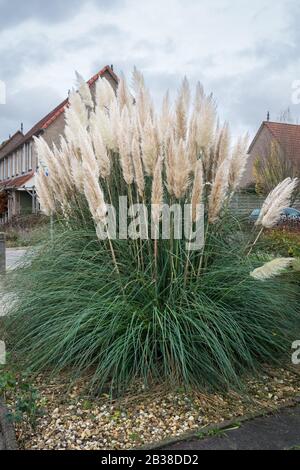 Pampas-Gras oder Cortaderia selloana mit großen dekorativen weißen Klüften Stockfoto