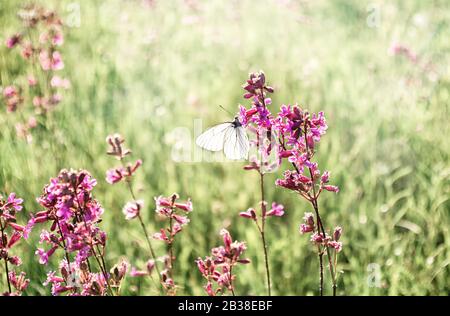 Sommerlicher Blumenhintergrund. Weißer Schmetterling auf rosafarbenen Blumen. Selektiver Fokus. Kopierbereich. Nahaufnahme. Stockfoto