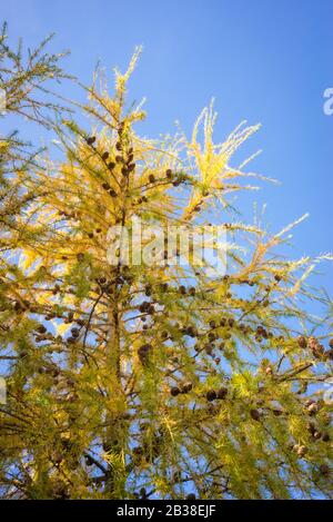 Goldene Farben eines europäischen Lärchenbaums (Larix decidua) mit Kegel vor blauem Hintergrund Stockfoto