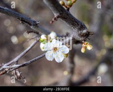 Kirschpflaume blüht im Frühjahr Stockfoto