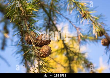 Reife Zapfen am hängenden Zweig des europäischen Larch (Larix decidua) im Herbst Stockfoto