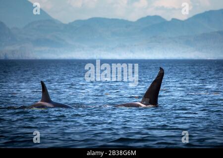 Wild Killer Whale Watching auf Vancouver Island, British Columbia, Kanada. Stockfoto