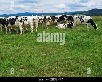 Eine Herde von schwarz-weißem holsteinischem Friesischem Milchvieh, das auf einer grünen Weide weidet Stockfoto