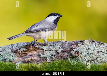 Ein Carolina Chickadee auf einem Log Stockfoto