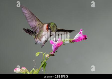 Ein Nektar, der sich mit einem Rubinkehl zusammentat Stockfoto