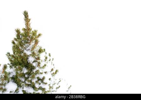 Weihnachten Baum mit Schnee, auf weißem Hintergrund Stockfoto