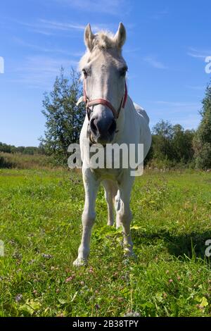 Weißes Pferd, das auf einem grünen Feld steht. Ein schönes weißes Pferd, das sich auf einer grünen Weide ernährt. Stockfoto