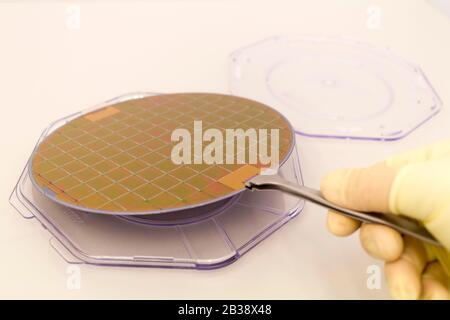 Silikonwaffeln in einem Kunststoffkoffer auf dem Tisch ist Mit einem weißen Handschuh und einer Pinzette von Hand herausnehmen Stockfoto