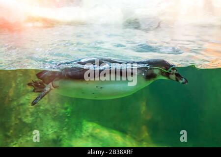 Der Afrikanische Pinguin von Humboldt schwimmt im Wasser hinter einem Glas Stockfoto