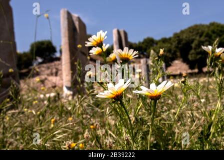 Teos alten Stadt seferihisar Izmir Türkei Stockfoto