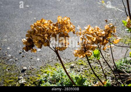 Ein toter Seedhead einer Hortensia-Pflanze, die noch goldbraun leuchtet, während neue junge Blätter bereits tiefer an den Stielen erscheinen Stockfoto