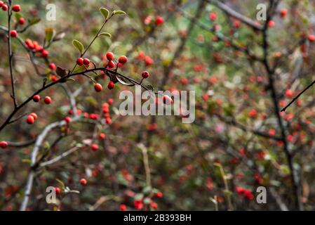 Äste eines Busches, der mit roten Beeren gefüllt ist Stockfoto