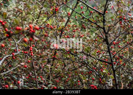 Äste eines Busches, der mit roten Beeren gefüllt ist Stockfoto