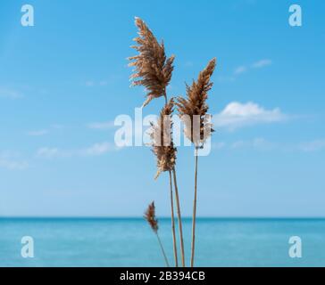 Pflaumen der Ornamentalen Saatköpfe von Schilf vor Türkisfarbenem Wasser und Suchthimmel. Perfekter Tag am Huronsee. Viel Platz für Text. Stockfoto