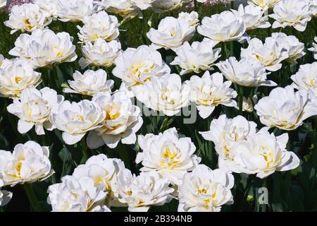 Weiße Tulpenblumen blühen bei Sonnenuntergang in einem Tulpenfeld. Draufsicht. Hintergrund der Natur Stockfoto