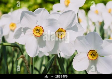 Weiße Narben mit gelber Trompete im Blumenbeet. Selektiver Fokus. Weiß blühende Narzisse im Garten Stockfoto