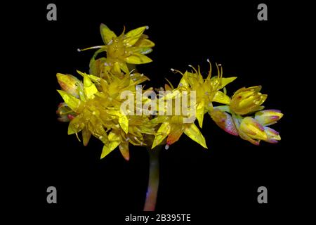 Steinmetzrop (Sedum palmeri) blüht dicht auf Stockfoto