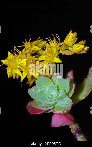 Steinmetzrop (Sedum palmeri) blüht dicht auf Stockfoto