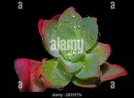 Steinmetzrop (Sedum palmeri) blüht dicht auf Stockfoto