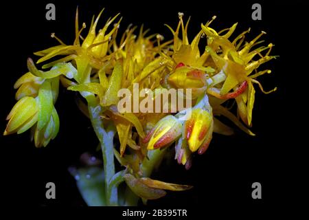 Steinmetzrop (Sedum palmeri) blüht dicht auf Stockfoto