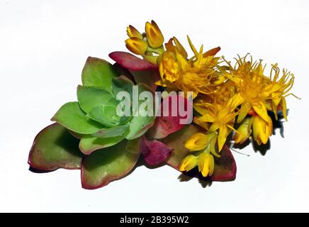 Steinmetzrop (Sedum palmeri) blüht dicht auf Stockfoto