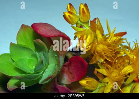 Steinmetzrop (Sedum palmeri) blüht dicht auf Stockfoto