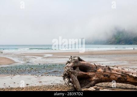 Ein Baumstamm, der am Strand im Oswald West State Park, Arch Cape, Oregon liegt. Es ist nebelig. Es gibt nicht erkennbare Menschen. Stockfoto