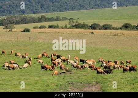 Milchkühe weiden auf üppiger grüner Weide einer ländlichen Farm, Südafrika Stockfoto