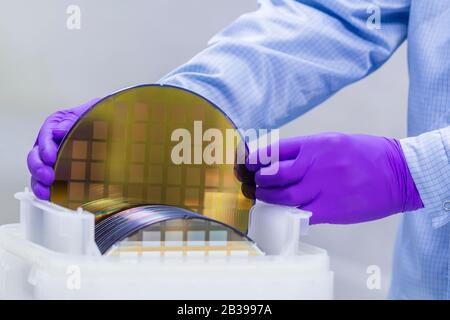 Silikon-Wafer mit Halbleitern in Kunststoff weißen Aufbewahrungsbox mit Handschuhen im Reinraum herausnehmen. Stockfoto