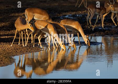 Impala Antilopes (Aepyceros melampus) Trinkwasser am späten Nachmittag Licht, Kruger National Park, Südafrika Stockfoto