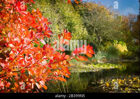 Eine brillante Darstellung der Blattfarbe im Herbst, die von Coginus coggygia geboten wird, der in einem englischen Garten in Wiltshire England wächst Stockfoto