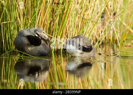 Erwachsene Eurasische Köche (Fulica atra) im Wasser gegen bunte Schilf mit einem Küken, beide zeigen das gleiche Voreinsverhalten Stockfoto