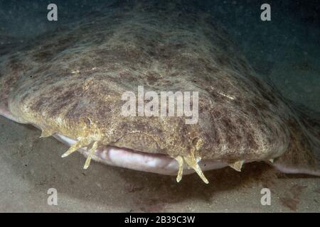 Engelhai, Engelhai, (Squatina squatina) Stockfoto