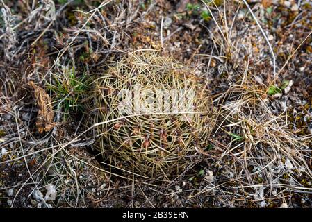 Ein wilder Kaktus von oben gesehen Stockfoto