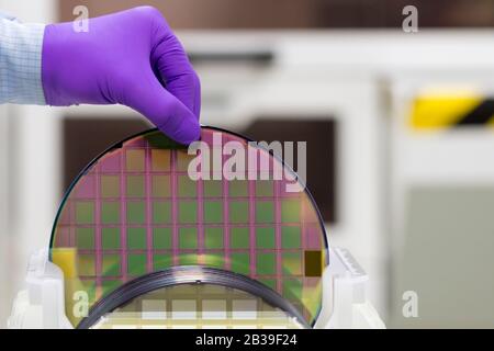 Silikon-Wafer mit Halbleitern in Kunststoff weißen Aufbewahrungsbox mit Handschuhen im Reinraum herausnehmen. Stockfoto