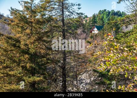 Landschaft voller Bäume und ein kleines Haus, das in der Mitte verloren ging Stockfoto