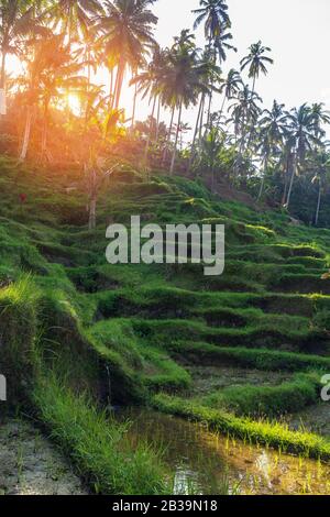 Reisterrassen, Bali. Indonesien. Grüne Kaskade Reisfeld Plantage. Stockfoto