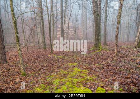 Spazierweg mit hellgrünen Moosen umgeben von feuchten Blättern am Boden mit Nebel im Hintergrund am frühen Morgen im Winter Stockfoto