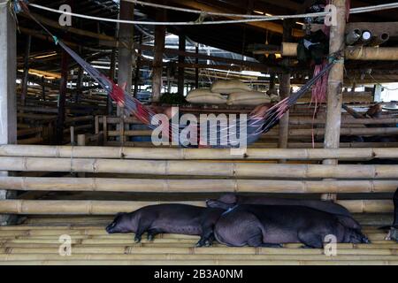 Viehmarkt in Rantepao, Sulawesi, Indonesien.man schläft am Mittag in einer Hängematte über seinen Schweinen. Stockfoto