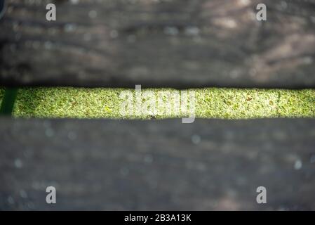 Eine Holzbrückenlücke mit einem verschwommenen Sumpf-Duckweed. Mit Schwerpunkt auf dem Holz Stockfoto