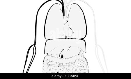 Handgezeichnete Demonstration von menschlichen inneren Organen, computergeneriert. 3D-Rendering Cartoon-Hintergrund Stockfoto