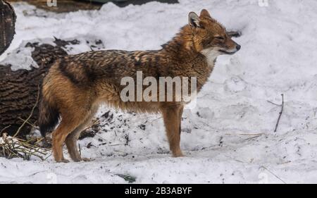 Goldener Schakal (Canis aureus) mit Schneehintergrund nach rechts Stockfoto