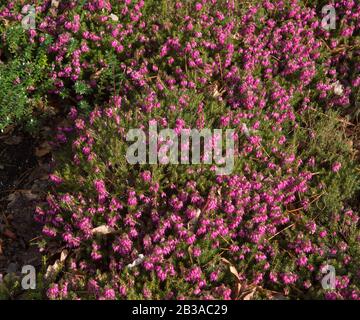 Winter Flowering Evergreen Heather (Erica Cornea 'Myretoun Ruby') in A Rockery Garden in Rural Devon, England, Großbritannien Stockfoto