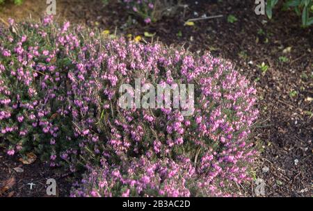 Winter Flowering Evergreen Heather (Erica Cornea 'Vivellii') in A Rockery Garden in Rural Devon, England, Großbritannien Stockfoto