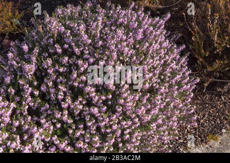 Winter Flowering Evergreen Heather (Erica x darleyensis 'Darley Dale') in A Rockery Garden in Rural Devon, England, Großbritannien Stockfoto