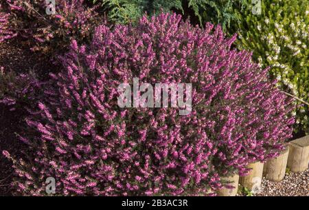 Winter Flowering Evergreen Heather (Erica x darleyensis 'Kramer's Rote') in einem Steingarten im ländlichen Devon, England, Großbritannien Stockfoto